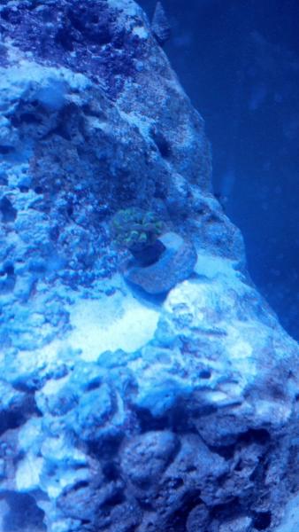 Name:  IMG_20140217_155718_986.jpg
Views: 212
Size:  35.5 KB