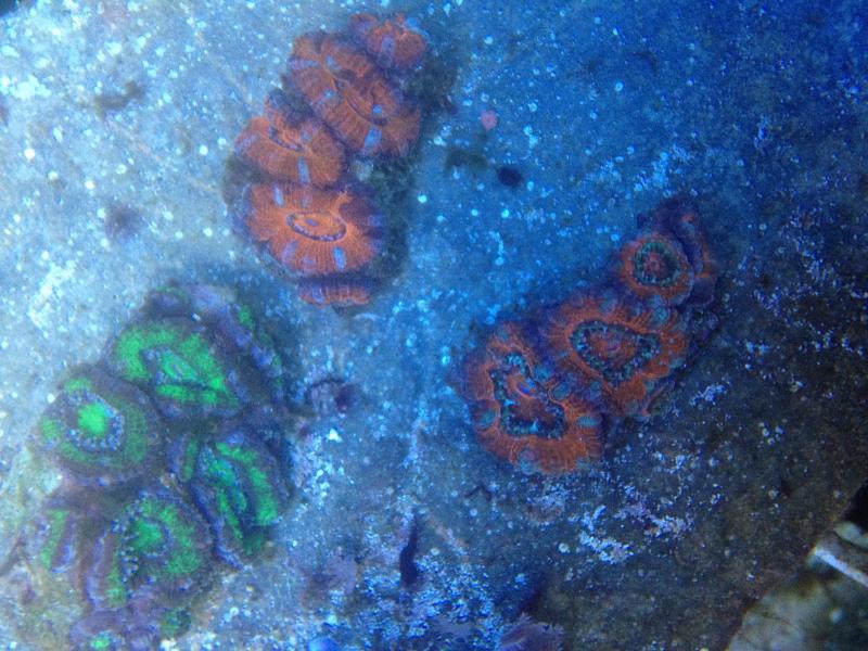 Name:  IMG_2600[1].jpg
Views: 143
Size:  89.6 KB