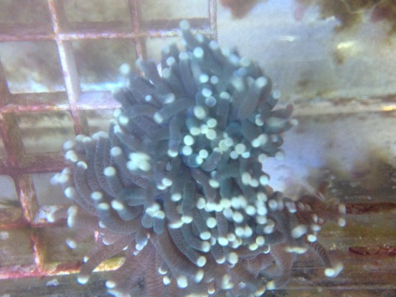 Name:  IMG_2602[1].jpg
Views: 167
Size:  56.4 KB