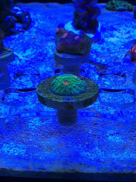 Name:  ImageUploadedByTapatalk1425829622.487824.jpg
Views: 89
Size:  54.2 KB