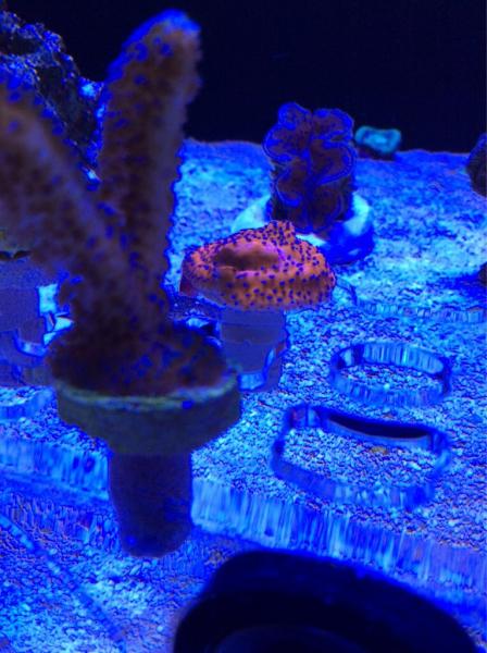 Name:  ImageUploadedByTapatalk1425829643.305172.jpg
Views: 74
Size:  48.6 KB