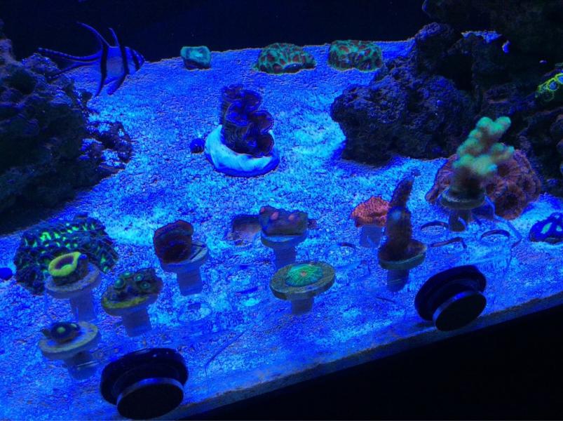 Name:  ImageUploadedByTapatalk1425829770.371738.jpg
Views: 87
Size:  89.4 KB