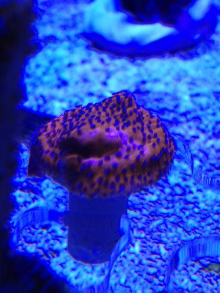 Name:  ImageUploadedByTapatalk1425844900.861953.jpg
Views: 76
Size:  44.4 KB