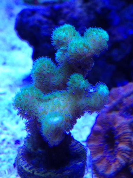 Name:  ImageUploadedByTapatalk1425844916.600520.jpg
Views: 75
Size:  37.9 KB