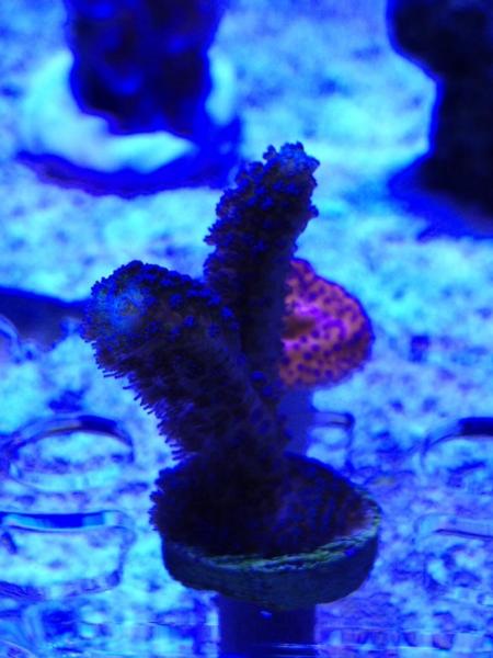 Name:  ImageUploadedByTapatalk1425844990.117017.jpg
Views: 86
Size:  38.1 KB