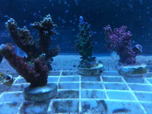Name:  ImageUploadedByTapatalk1351476792.074713.jpg
Views: 122
Size:  47.8 KB