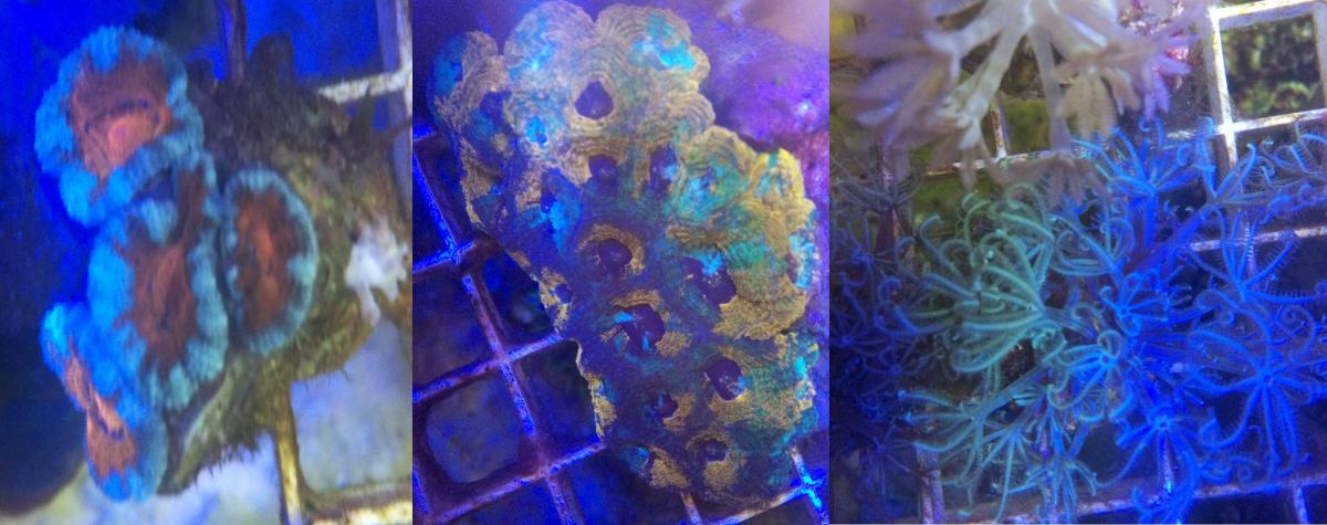 Name:  Acan Anthelia Swap.jpg
Views: 293
Size:  90.7 KB