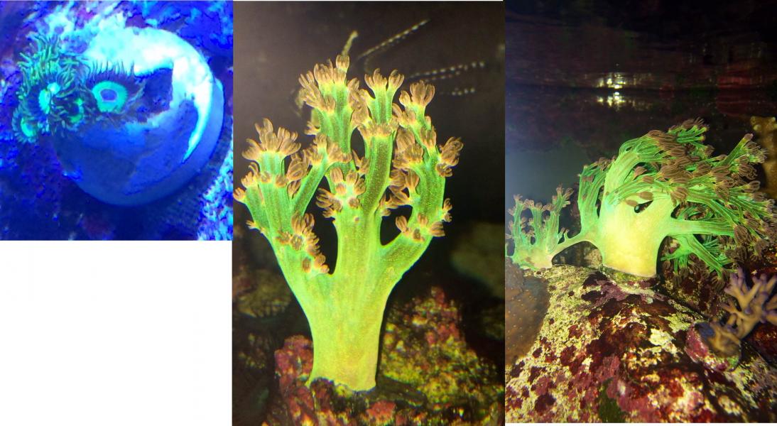 Name:  Cespitularia Swap.jpg
Views: 342
Size:  105.8 KB