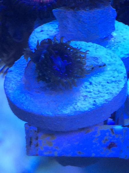 Name:  EF38A681-5D63-4E03-BA9A-1A279F1E8A89_zps418tih8o.jpg
Views: 108
Size:  35.1 KB