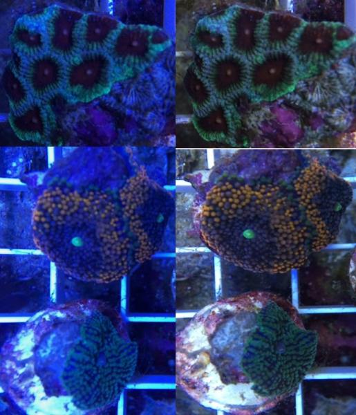 Name:  Favia Ricordea Swap.jpg
Views: 337
Size:  56.0 KB