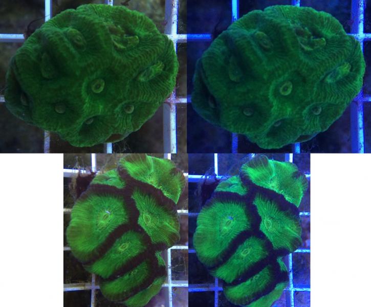 Name:  Favia swap.jpg
Views: 324
Size:  54.7 KB