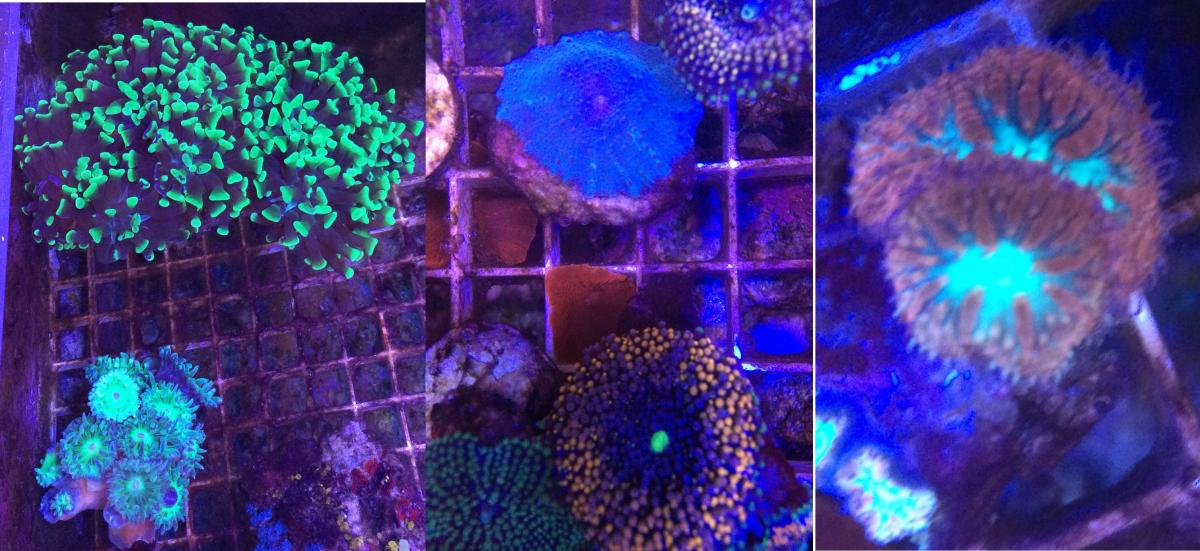 Name:  Misc. Swap.png.jpg
Views: 140
Size:  121.8 KB