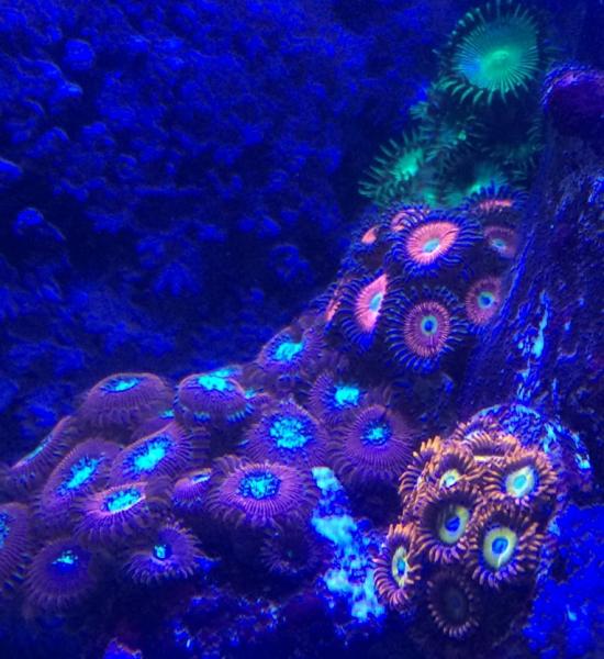 Name:  zoanthids swap.jpg
Views: 484
Size:  57.2 KB