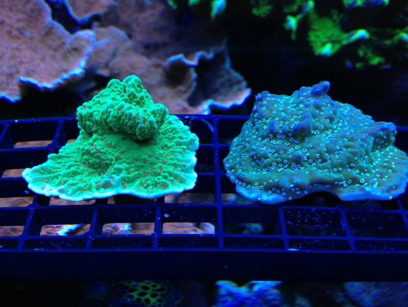 Name:  chilliundata.jpg
Views: 763
Size:  64.9 KB