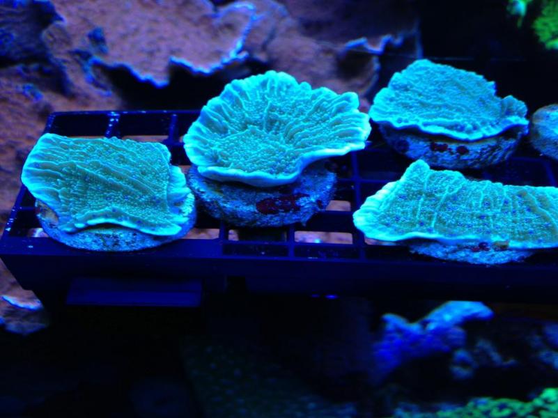 Name:  flowerpetlx4.jpg
Views: 432
Size:  60.9 KB