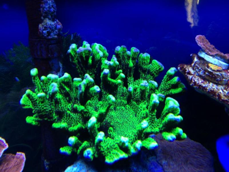 Name:  Spongodes1.jpg
Views: 906
Size:  67.0 KB