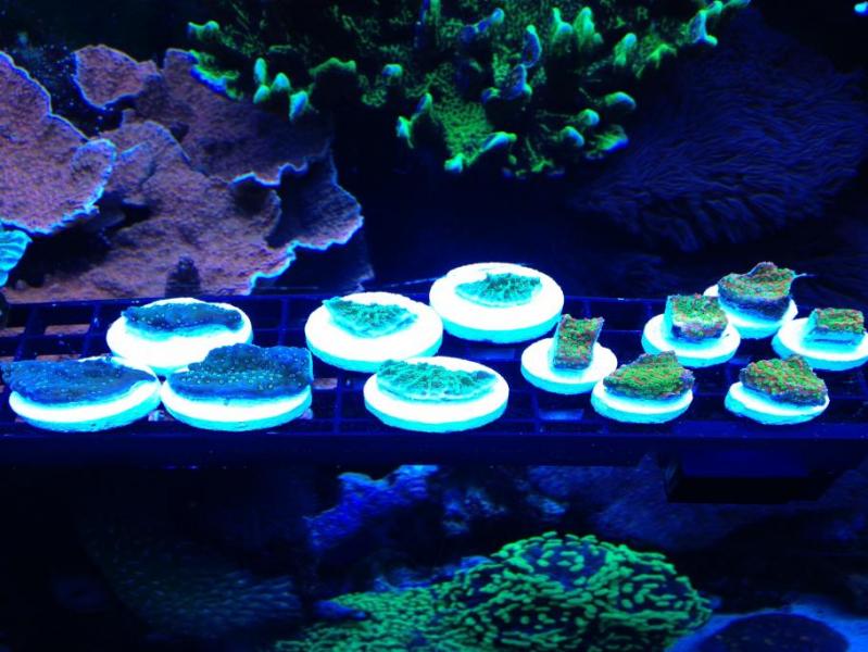 Name:  zall.jpg
Views: 442
Size:  69.6 KB