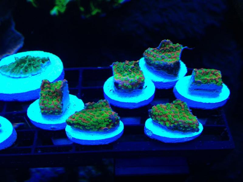 Name:  zsunset.jpg
Views: 433
Size:  48.9 KB