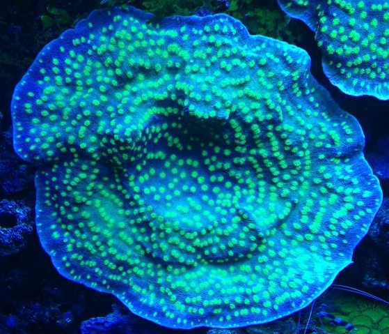 Name:  FlintStunner.jpg
Views: 192
Size:  115.9 KB