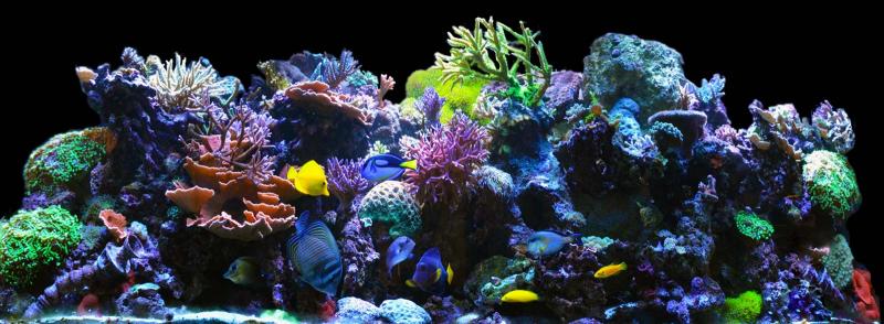 180reefers bowfront reef 2011march 180reefer fts 3924d1323698705 - 2011 Tank of the Year - sponsored by Bashsea