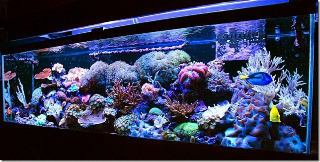 luisgos 125g coral garden luisgo full tank shot 3710d1320118334 - 2011 Tank of the Year - sponsored by Bashsea