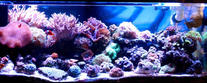 mrs binfords beautiful reef mrs binford fts 3871d1322855893 - 2011 Tank of the Year - sponsored by Bashsea