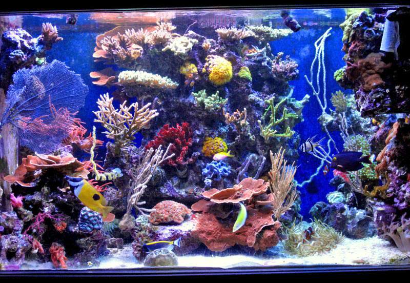 slapshots non photo reef slapshot full tank shot 3937d1323704542 - 2011 Tank of the Year - sponsored by Bashsea