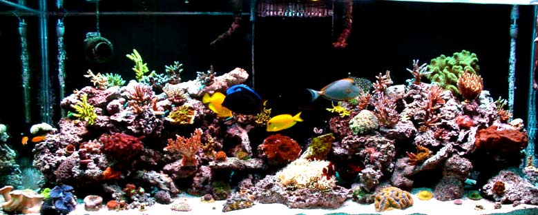 tm01s fabulous reef tm01 fts 3938d1323705181 - 2011 Tank of the Year - sponsored by Bashsea