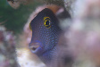 thepanfish - Reefkeeper