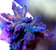 wetthumbfrags - Reefkeeper