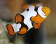 FlynnFish - Reefkeeper