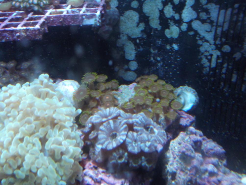 1984 sun - bigbill 80 gallon