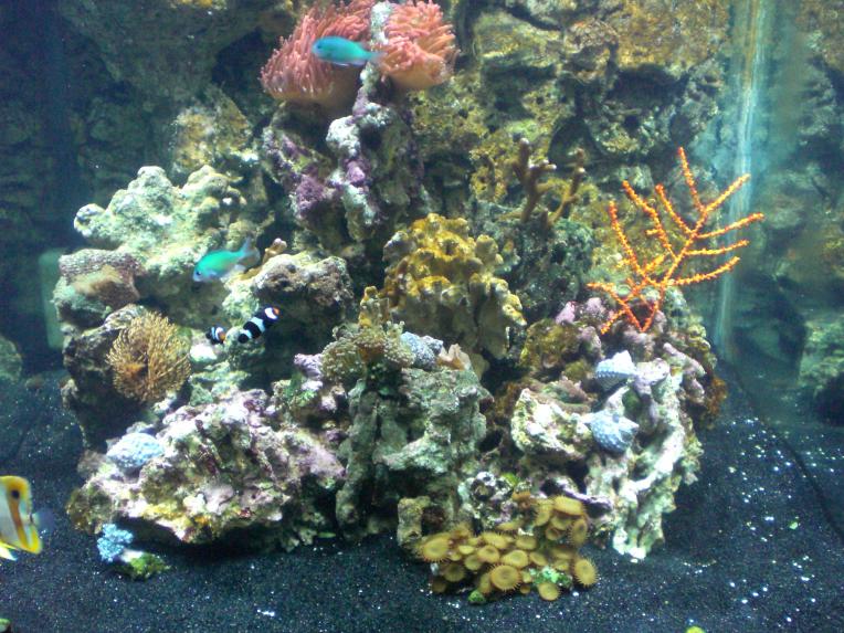 1990 duncans - bigbill 80 gallon