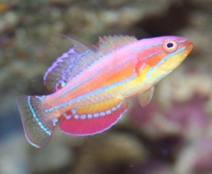 2126 hydro - bigbill 80 gallon