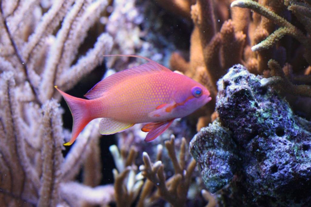 2131 red hornets - bigbill 80 gallon