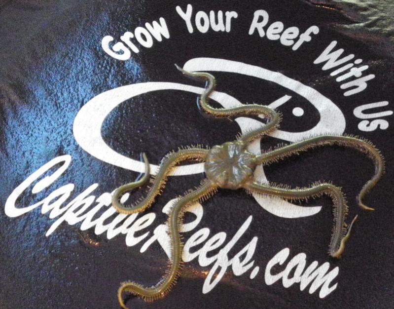 2279 new sh pic - ORA Yellow Kuda Seahorse (Hippocampus kuda)