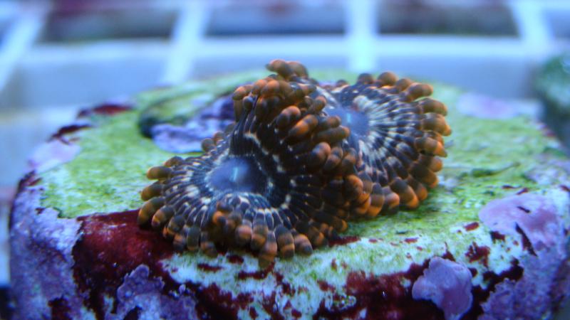 2781 2012 04 06 01 41 12 549 - Zoas duncans and more