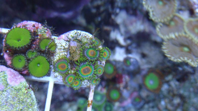 2782 2012 04 07 13 56 02 636 - The 2011 Grow Out Winner is....