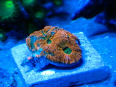 2791 dexter - Zoas duncans and more