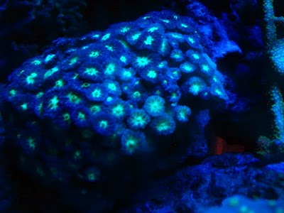 2792 red hornets - Zoas duncans and more