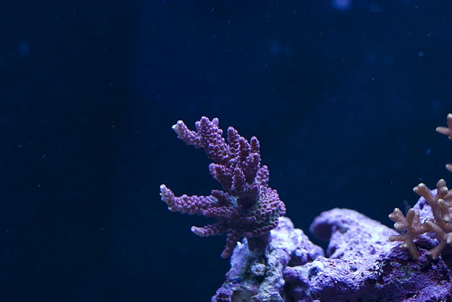 2798 frag 1 - Zoas duncans and more