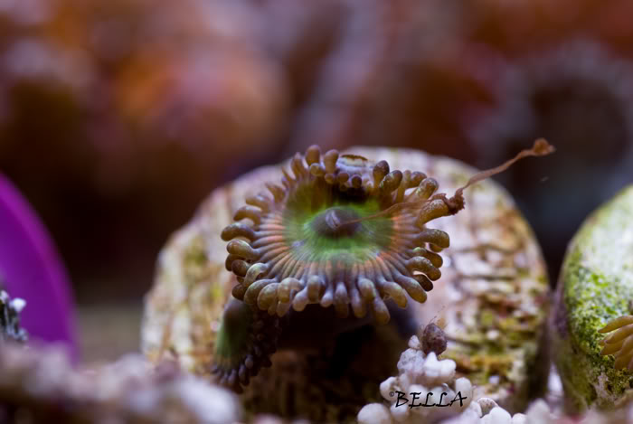 3177 duncans - trading 10 head frag of duncans for palys