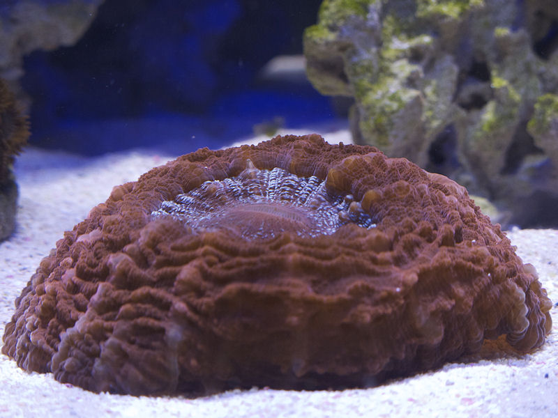 3183 flame cardanl - bigbill 80 gallon