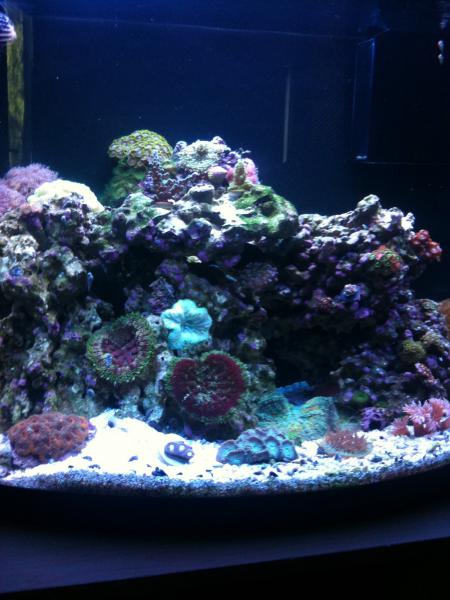 3184 soft coral - bigbill 80 gallon