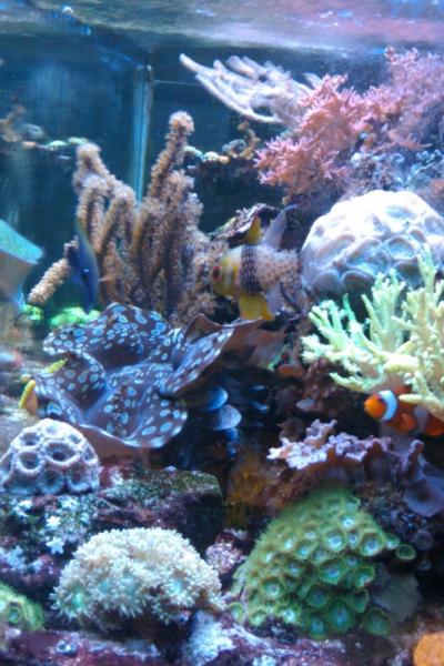 3187 yellow tang - bigbill 80 gallon