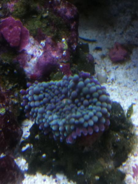 3188 gobly chillen - Gorgeous prawn goby