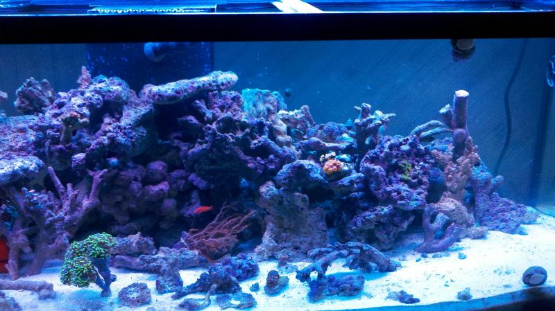 3208 rainbow acans - bigbill 80 gallon