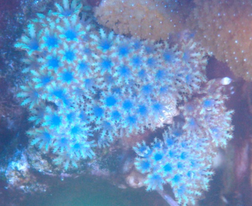 3218 new acro colny - bigbill 80 gallon