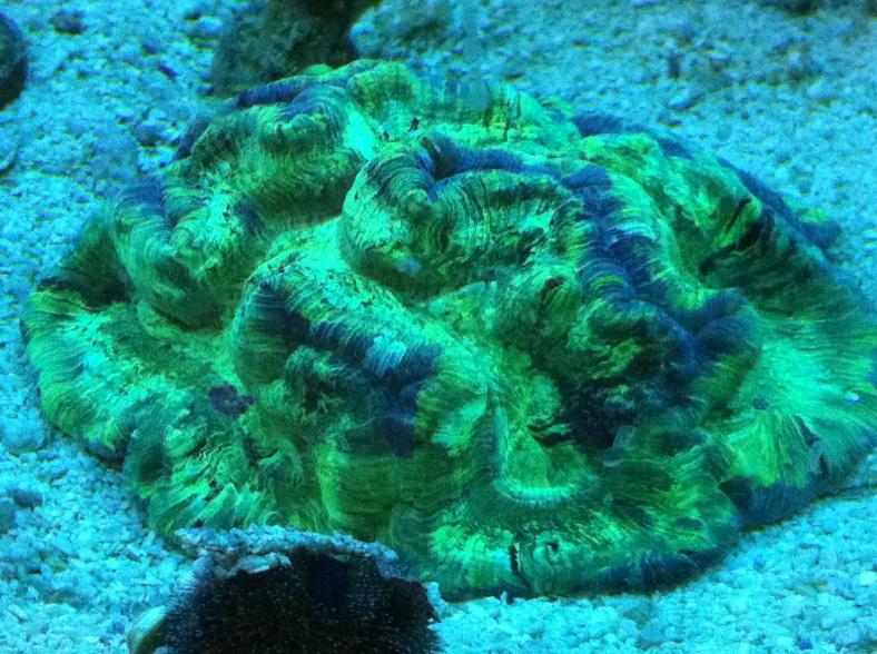 1577 3 - Pinch of Green Photo Contest - sponsored by AquaticLife