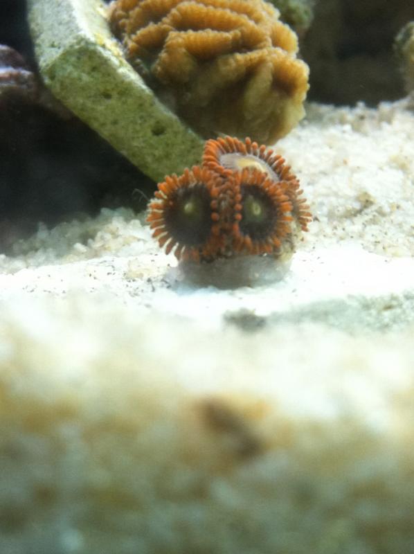 1751 new frag - My new tank build